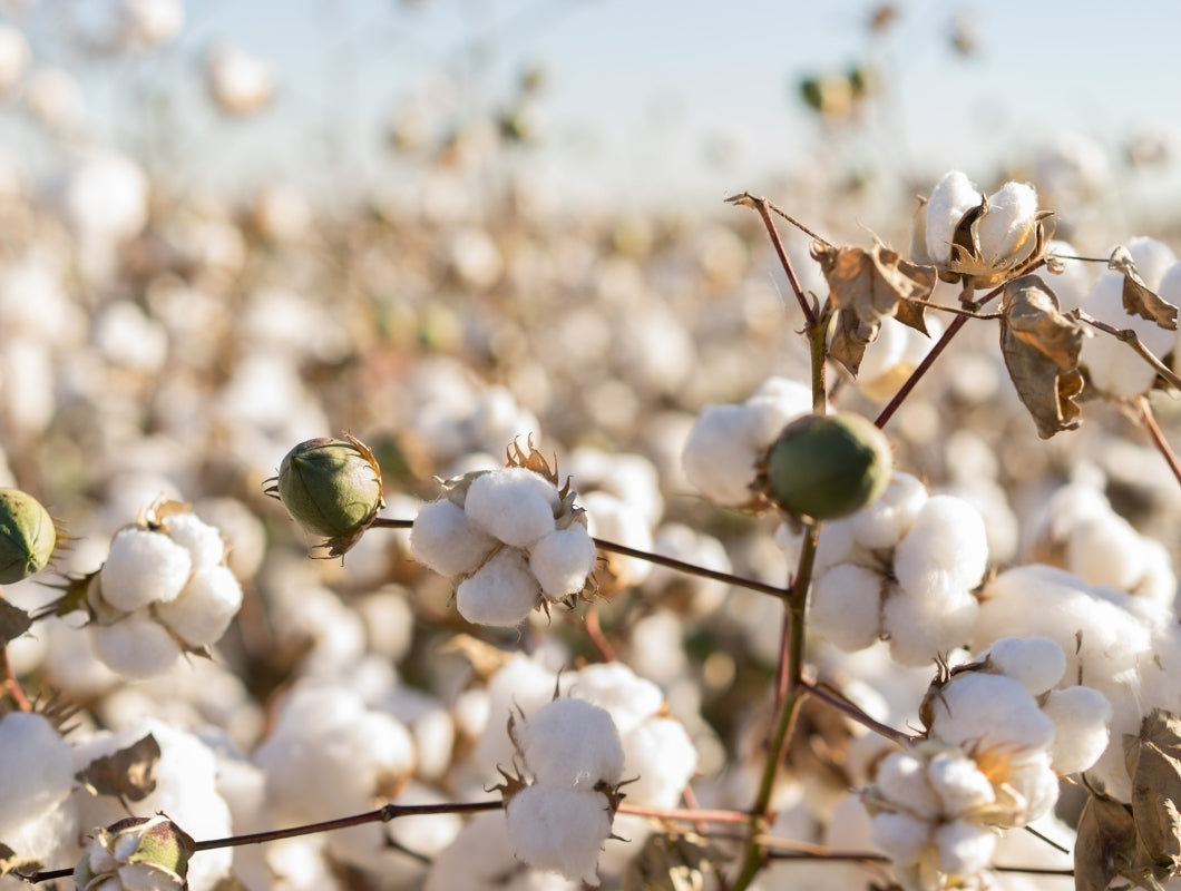 Early morning light cast upon a field of cotton